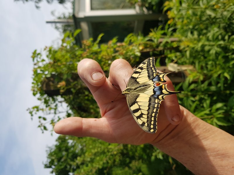 Papillon .MACHAON. Lépidoptère Famille des Papillionidaes. Prêt pour l'envol. Jardin Fay. BRUNO GODET